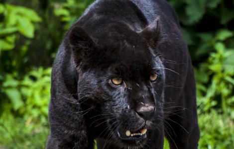 O femeie care a escaladat o bariera pentru a-si face un selfie, atacata de un jaguar la gradina zoologica