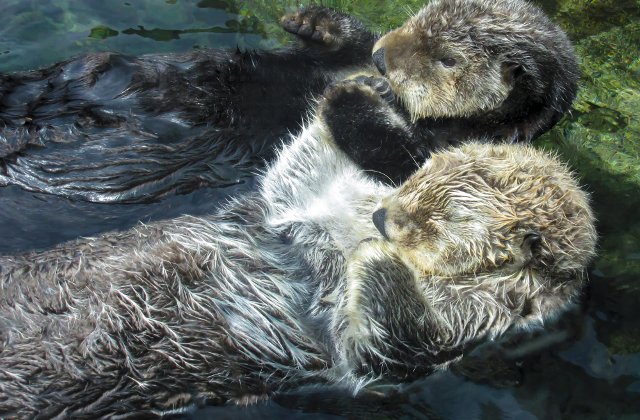 15 curiozitati despre animale: de la motivul pentru care ursii se rostogolesc in zapada pana la gestul facut de vidre cand dorm