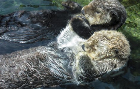  Top  15 curiozitati despre animale: de la motivul pentru care ursii se rostogolesc in zapada pana la gestul facut de vidre cand dorm