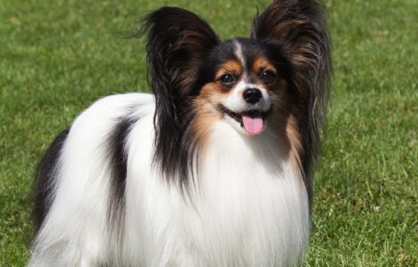Un caine din rasa Papillon a castigat concursul "Crufts" din Marea Britanie