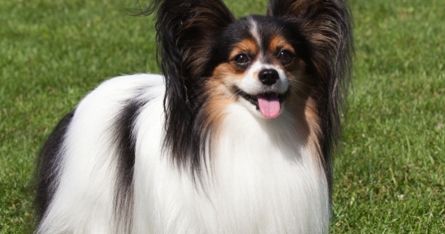 Un caine din rasa Papillon a castigat concursul "Crufts" din Marea Britanie