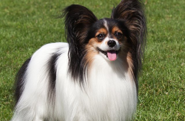 Un caine din rasa Papillon a castigat concursul "Crufts" din Marea Britanie
