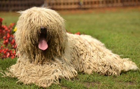  Top  10+ imagini care surprind cei mai amuzanti caini