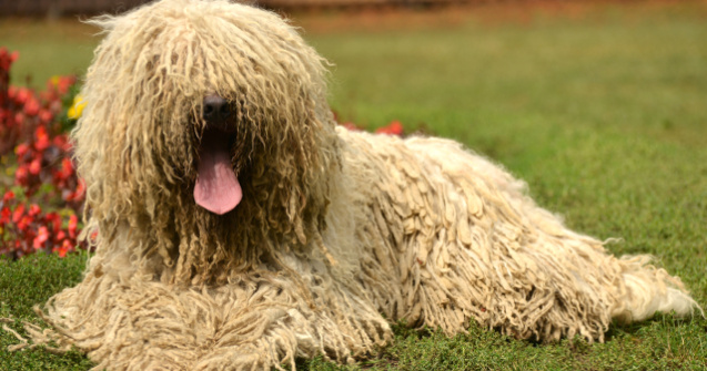  Top  10+ imagini care surprind cei mai amuzanti caini