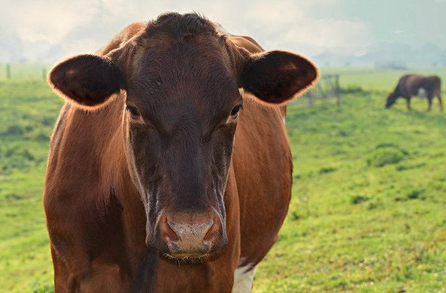 Reguli mai aspre pentru turisti in Austria, dupa ce o femeie a fost ucisa de vaci