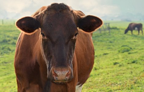 Reguli mai aspre pentru turisti in Austria, dupa ce o femeie a fost ucisa de vaci