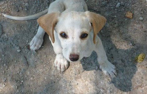  Video  Sorin Oprescu: Sterilizarea, de preferat eutanasierii