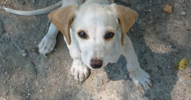  Video  Sorin Oprescu: Sterilizarea, de preferat eutanasierii