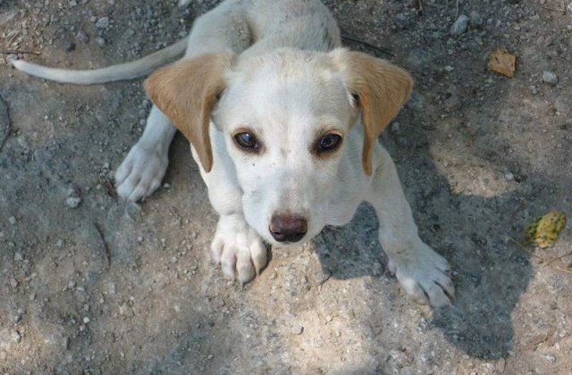 [VIDEO] Sorin Oprescu: Sterilizarea, de preferat eutanasierii