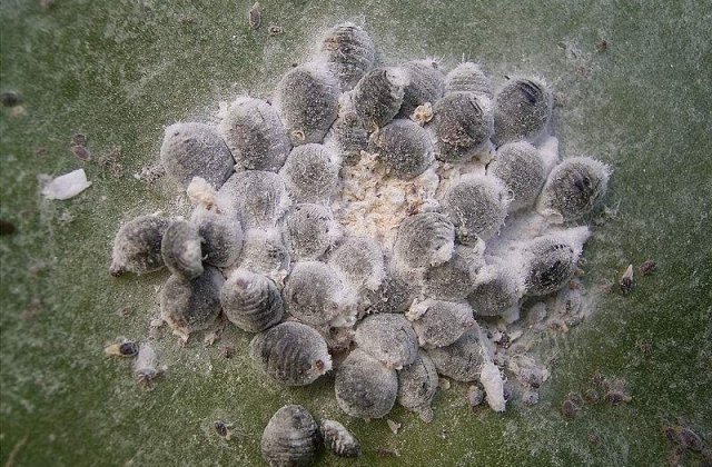 [VIDEO] Insectele din fiecare cafea Starbucks. Tu ce bei in Romania?