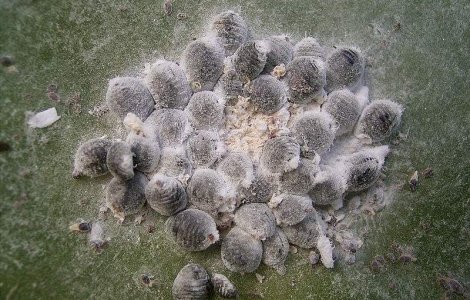  Video  Insectele din fiecare cafea Starbucks. Tu ce bei in Romania?