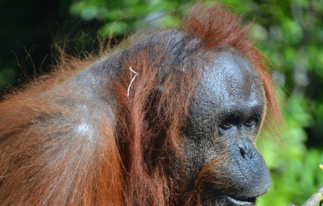 O femela de urangutan, descoperita cu 74 de alice infipte in corp/ FOTO