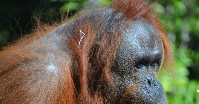O femela de urangutan, descoperita cu 74 de alice infipte in corp/ FOTO