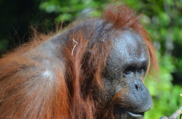 O femela de urangutan, descoperita cu 74 de alice infipte in corp/ FOTO