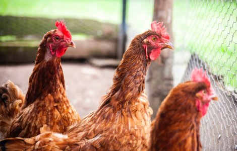 Caz atipic la o ferma din Franta: O vulpe a fost ucisa de gaini