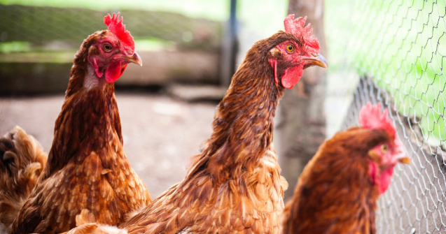 Caz atipic la o ferma din Franta: O vulpe a fost ucisa de gaini