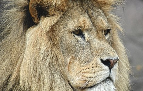 Un leu scapat dintr-un parc national si-a petrecut noaptea intr-o celula a politiei / VIDEO