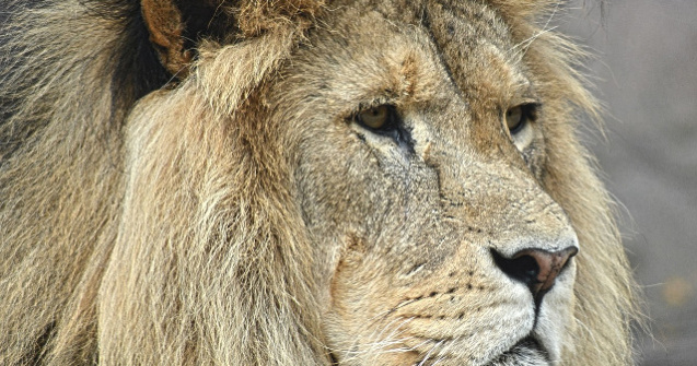 Un leu scapat dintr-un parc national si-a petrecut noaptea intr-o celula a politiei / VIDEO