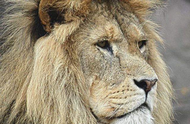 Un leu scapat dintr-un parc national si-a petrecut noaptea intr-o celula a politiei / VIDEO