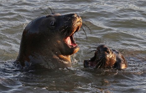O regiune din Orientul Indepartat Rus va incepe sa produca in masa carnati de foca