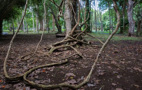  Top  Desprinsi din filmele SF? 15+ copaci cu forme de-a dreptul neobisnuite