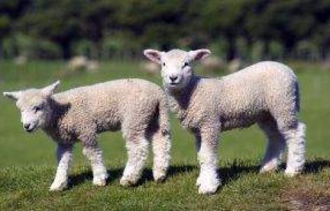 Atentie la mielul din import: Virus in fermele din Europa