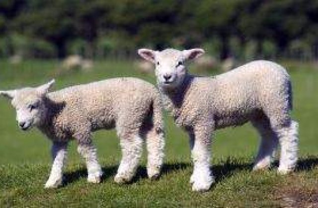 Atentie la mielul din import: Virus in fermele din Europa
