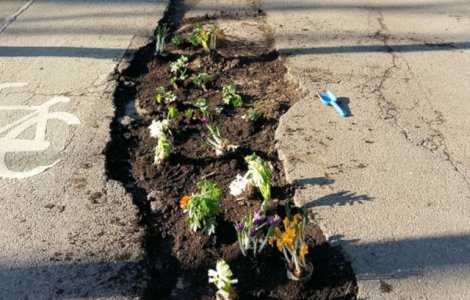 Cativa cetateni au plantat flori in gropile aflate pe trotuarele de pe bd. Kiseleff/ FOTO