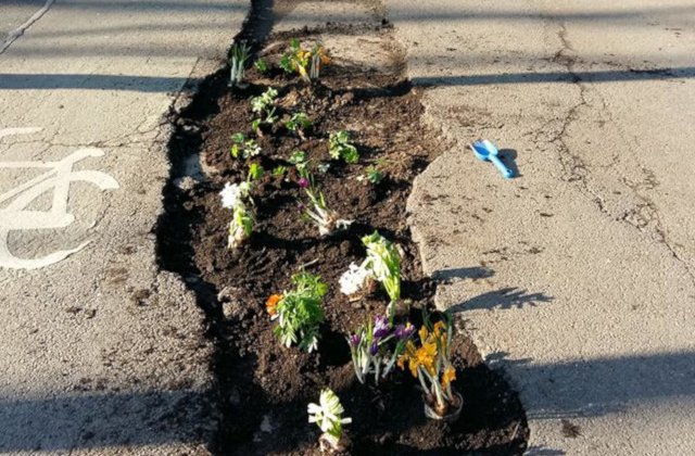 Cativa cetateni au plantat flori in gropile aflate pe trotuarele de pe bd. Kiseleff/ FOTO