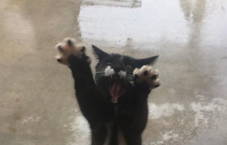  Top  Drama la nivel inalt! 10+ pisici care ar merita un Oscar pentru cat de bine isi exprima emotiile