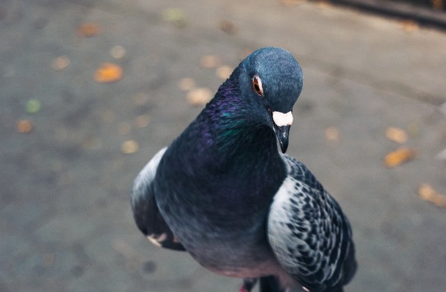 Record mondial: Porumbel voiajor, vandut cu 1,25 milioane de euro in Belgia/ VIDEO