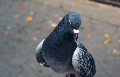 Record mondial: Porumbel voiajor, vandut cu 1,25 milioane de euro in Belgia/ VIDEO