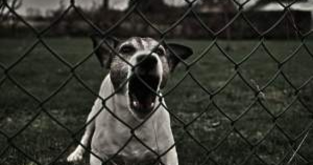 Bulgaria: 2 mii euro pentru o femeie muscata de maidanezi