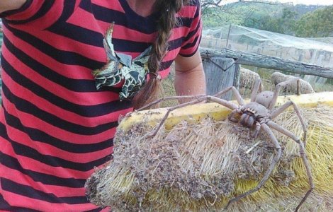  Top  10+ imagini care surprind salbaticia naturii: nerecomandate celor sensibili