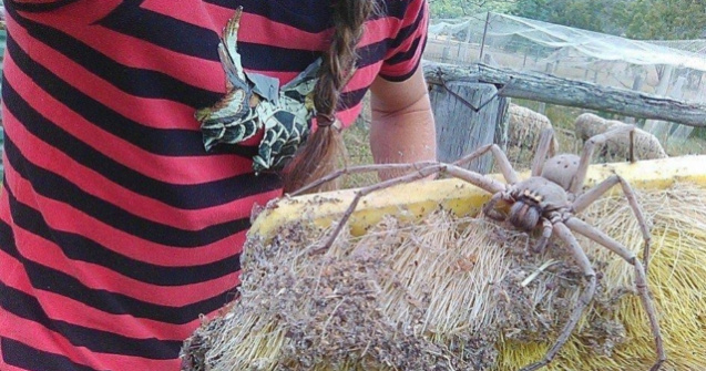  Top  10+ imagini care surprind salbaticia naturii: nerecomandate celor sensibili