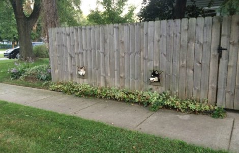  Top  Stapani preocupati si creativi: 10 improvizatii nebunesti pentru caini