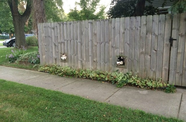 Stapani preocupati si creativi: 10 improvizatii nebunesti pentru caini