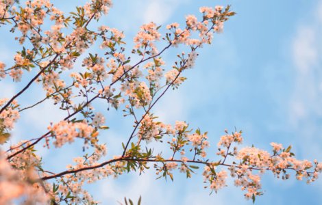 Echinoctiu de primavara 2019. Cand incepe primavara astronomica