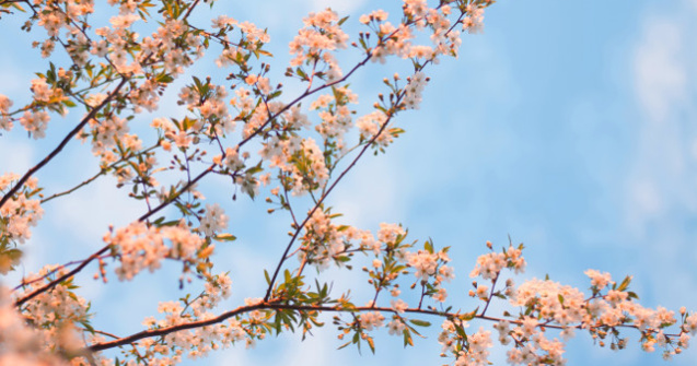 Echinoctiu de primavara 2019. Cand incepe primavara astronomica