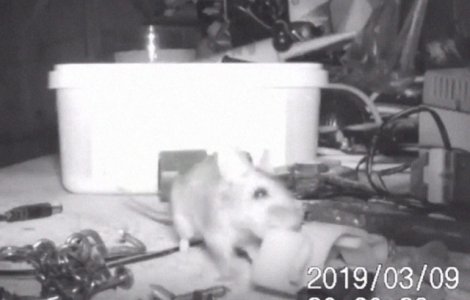 Un soricel simpatic, surprins facand curatenie intr-un atelier / VIDEO