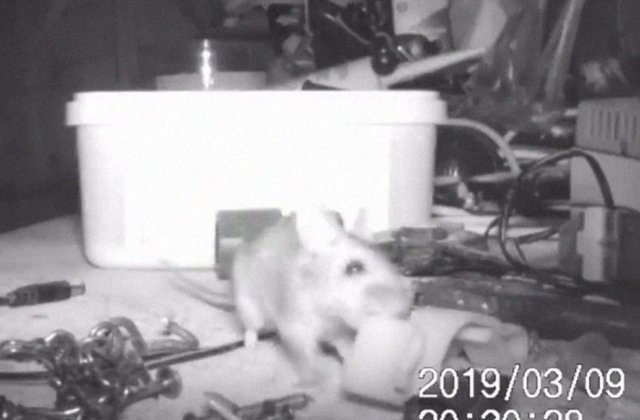 Un soricel simpatic, surprins cum "facea curatenie" intr-un atelier/ VIDEO