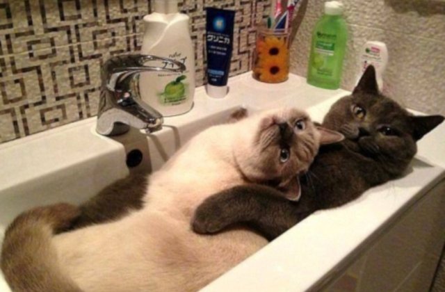 10+ imagini amuzante cu pisici surprinse in momente... nepotrivite