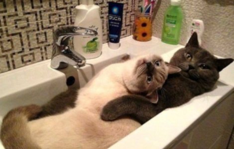  Top  10+ imagini amuzante cu pisici surprinse in momente... nepotrivite