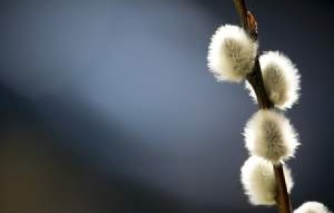 Traditii si obiceiuri de Florii