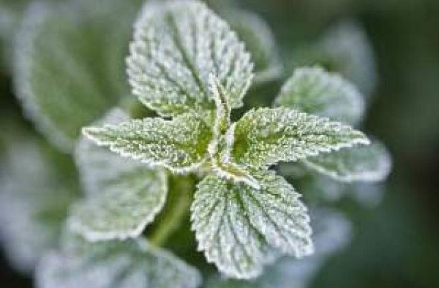 Avertizare: Urmeaza dimineti cu bruma