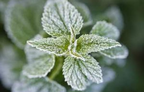 Avertizare: Urmeaza dimineti cu bruma