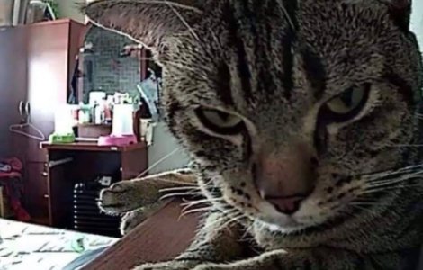 Ipostazele caraghioase in care un tanar si-a surprins pisica