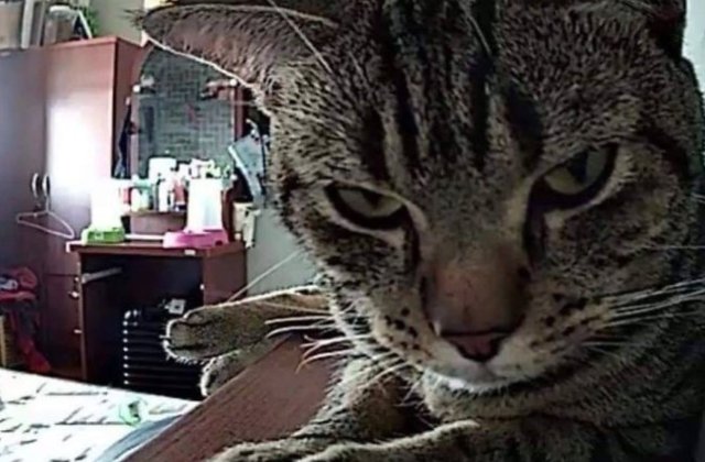 Ipostazele caraghioase in care un tanar si-a surprins pisica, in timp ce el dormea / FOTO