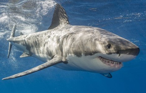 17 specii de rechini sunt in pericol de disparitie
