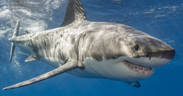 17 specii de rechini sunt in pericol de disparitie